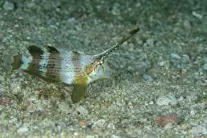Philippines Prints: Peacock razor wrasse (Iniistius pavo) on seabed