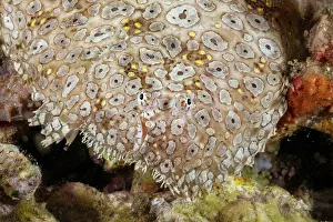 Spotted Prints: Peacock sole (Pardachirus pavoninus) portrait, Komodo, Indonesia, Pacific Ocean
