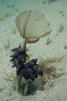 Annelida Gallery: Peacock Tube Worm (Sabella pavonina) with Cuttlefish eggs, Bouley Bay, Jersey, British