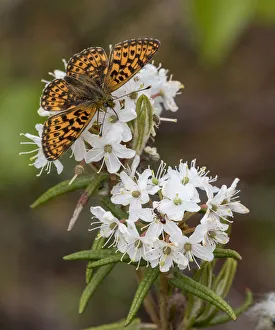 Rhododendron Prints: Pearl-bordered fritillary (Boloria euphrosyne) feeding from Wild Rosemary (Rhododendron tomentosum)