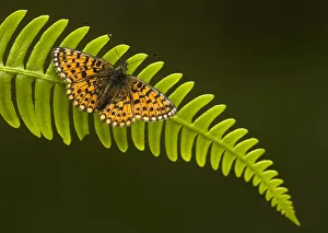 Butterflies Prints: Pearl-bordered fritillary (Boloria selene) sunning on a fern frond