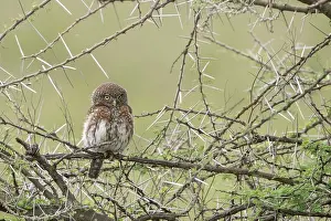 Tanzania Prints: Pearl-spotted owlet (Glaucidium perlatum) perched on branch