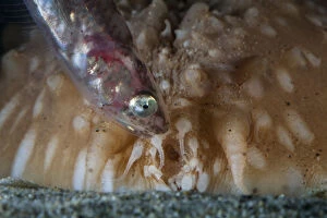 Pearlfish (Carapus acus) outside of host Sea cucumber (Stichopus regalis) at night