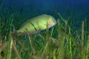 Alismatales Prints: Pearly razorfish (Xyrichthys novacula) swimming among Little Neptune grass (Cymodocea nodosa) on the seabed