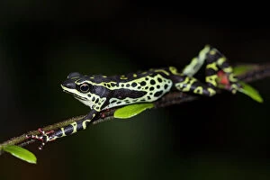 Pebas stubfoot toad / Harlequin toad (Atelopus spumarius) stretching on branch, Yasuni