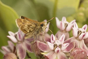 Pecks skipper butterfly (Polites peckius) feeding on flowers, Crossways Preserve