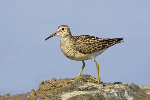 Pectoral sandpiper (Calidris melanotos) juvenile feeding around edge of shallow flood