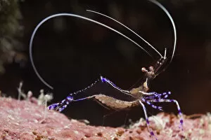 Reef Gallery: Pederson cleaner shrimp (Periclimenes pedersoni), Cienaga de Zapata National Park