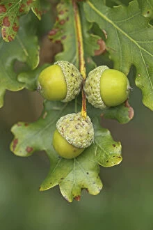 Acorns Gallery: Pedunculate / English Oak (Quercus robur or pedunculata) acorns. UK, September