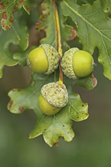 Seeds Prints: Pedunculate / English Oak (Quercus robur or pedunculata) acorns. UK, September