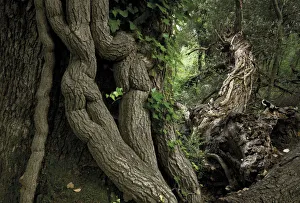 Climbers Prints: Pedunculate oak (Quercus robur) covered in thick stems of Common ivy (Hedera helix)