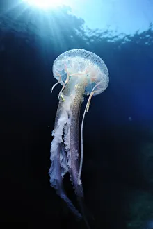Cnidarians Prints: Pelagia stinger / Common jellyfish (Pelagia noctiluca) Malta, Mediteranean, May 2009