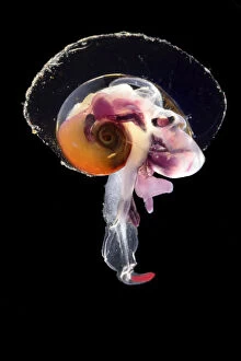 Deep Sea Collection: Pelagic mollusc (Oxygyrus keraudreni), captive deep sea species from Atlantic Ocean