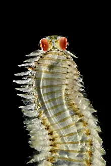 Deep Sea Prints: Pelagic polychaete (Alciopa reynaudii) portrait