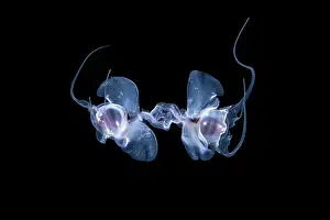 Luzon Prints: Pelagic pteropods (Cavolinia globulosa) pair