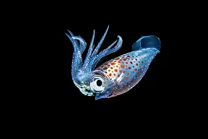 Luminosity Prints: Pelagic squid (Abralia sp.) drifting in open water