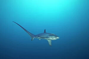 January 2023 Highlights Gallery: Pelagic thresher shark (Alopias pelagicus) swimming in open ocean, Malapascua Island, Philippines