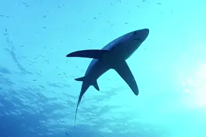 Underside Prints: Pelagic thresher shark (Alopias pelagicus) backlit