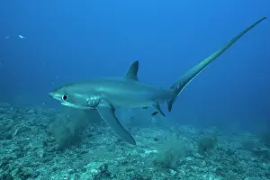 Elasmobranches Prints: Pelagic thresher shark (Alopias pelagicus) portrait