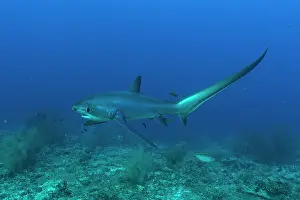 Elasmobranches Prints: Pelagic thresher shark (Alopias pelagicus) portrait