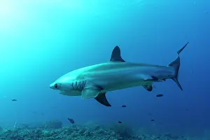 Elasmobranches Prints: Pelagic thresher shark (Alopias pelagicus) portrait