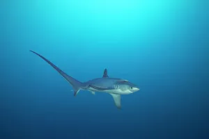 Tail Fin Prints: Pelagic thresher shark (Alopias pelagicus) swimming in open ocean