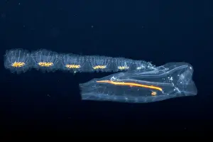 Cryptic Prints: Pelagic tunicate / Salp (Cyclosalpa sp)
