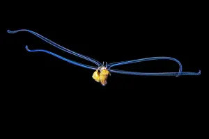 Larva Prints: A pelagic veliger larva of a mollusc in open water at night