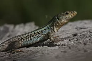 Images Dated 24th May 2009: Peloponnese wall lizard (Podarcis peloponnesiacus) on rock, The Peloponnese, Greece