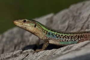 Peloponnese wall lizard (Podarcis peloponnesiacus) portrait, The Peloponnese, Greece