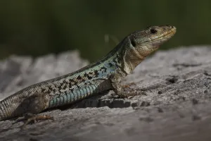 Peloponnese wall lizard (Podarcis peloponnesiacus) on rock, The Peloponnese, Greece