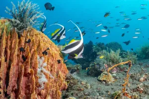 Demospongiae Prints: Pennant coralfish (Heniochus acuminatus) at Giant barrel sponge (Xestospongia muta
