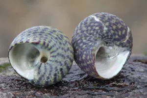 Shell Prints: Pennants Topshell (Gibbula pennanti) and Purple Topshell (Gibbula umbilicalis)