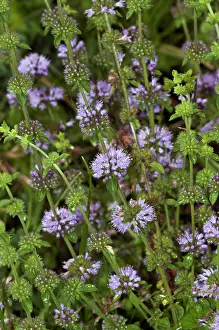 Labiatae Prints: Pennyroyal (Mentha pulegium) in flower, Buckland Park Lake, Surrey, England, UK. August