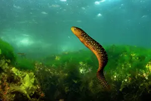 Vancouver Island Prints: Penpoint gunnel (Apodichthys flavidus) swimming in the water column