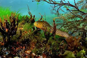 Vancouver Island Prints: Penpoint gunnel (Apodichthys flavidus) swimming in the water column