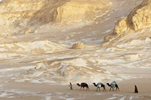 People trekking with Dromedary camels (Camelus dromedarius) through chalk rock formations