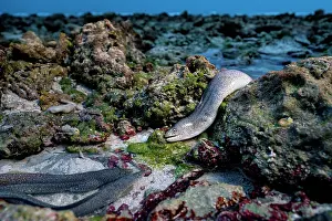 Seychelles Prints: Peppered moray eels (Gymnothorax pictus) hunting in the intertidal zone