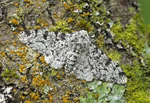 British Wildlife Gallery: Peppered moth (Biston betularia) camouflaged among lichens, Banbridge, County Down