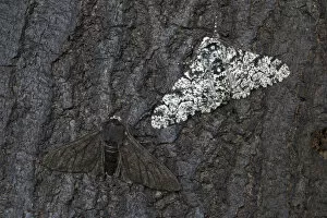 August 2021 Highlights Gallery: Peppered moth (Biston betularia) showing a comparison of the melanistic form f