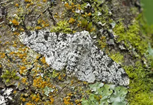 Peppered moth (Biston betularia) camouflaged among lichens, Banbridge, County Down