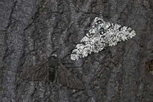 Derbyshire Prints: Peppered moth (Biston betularia) showing a comparison of the melanistic form f