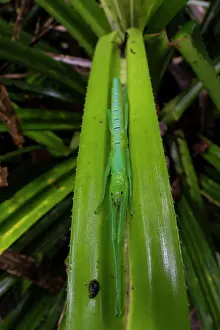 Frond Prints: Peppermint stick insect (Megacrania batesii) sheltering in Pandanus frond (food plant)