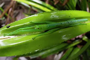 Frond Prints: Peppermint stick insect (Megacrania batesii) sheltering in Pandanus frond (food plant)