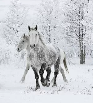 2020 Christmas Highlights Gallery: Percheron horses, two including one dappled grey walking through snow