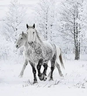 Percheron horses, two including one dappled grey walking through snow, frosty trees in background. Alberta, Canada. February