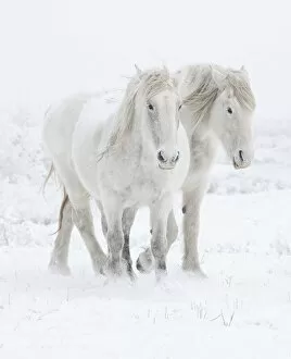 2020 Christmas Highlights Gallery: Percheron horses, two walking through snow. Alberta, Canada. February