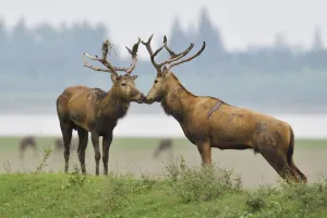 Affection Prints: Pere Davids deer / Milu (Elaphurus davidianus) during the rutting season, stag
