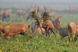 Pere Davids deer / Milu (Elaphurus davidianus) during the rutting season, stag
