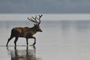 Pere Davids deer / Milu (Elaphurus davidianus) stag wading through the water